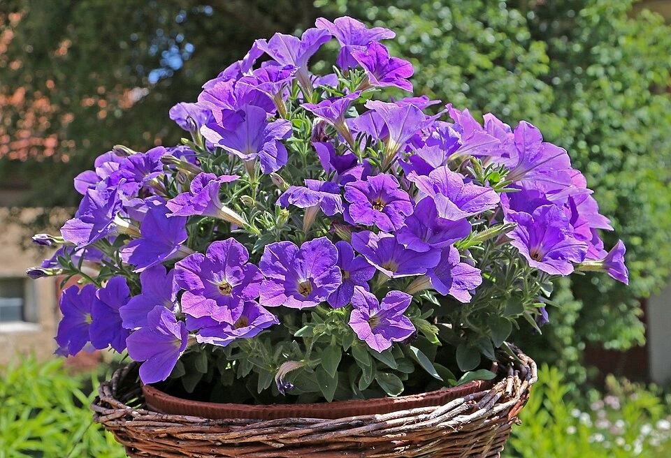 Archivo: petunia ornamental fotografiada en Alemania, 11 de junio de 2017. Contexto botánico; no muestra esquejes exportados desde Costa Rica ni un vivero autorizado.