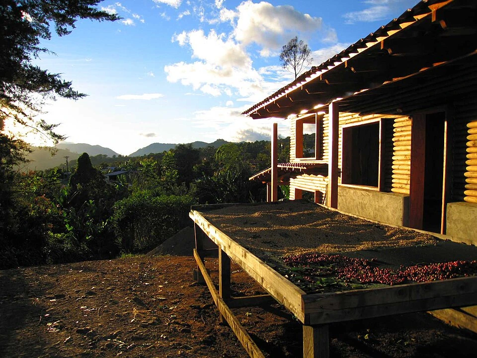 Archivo: secado de café en Tarrazú, Costa Rica; fotografía publicada en 2010, sin fecha de captura indicada. Contexto de la cadena cafetalera; no representa las fincas del proyecto en Brasil, Colombia y México.