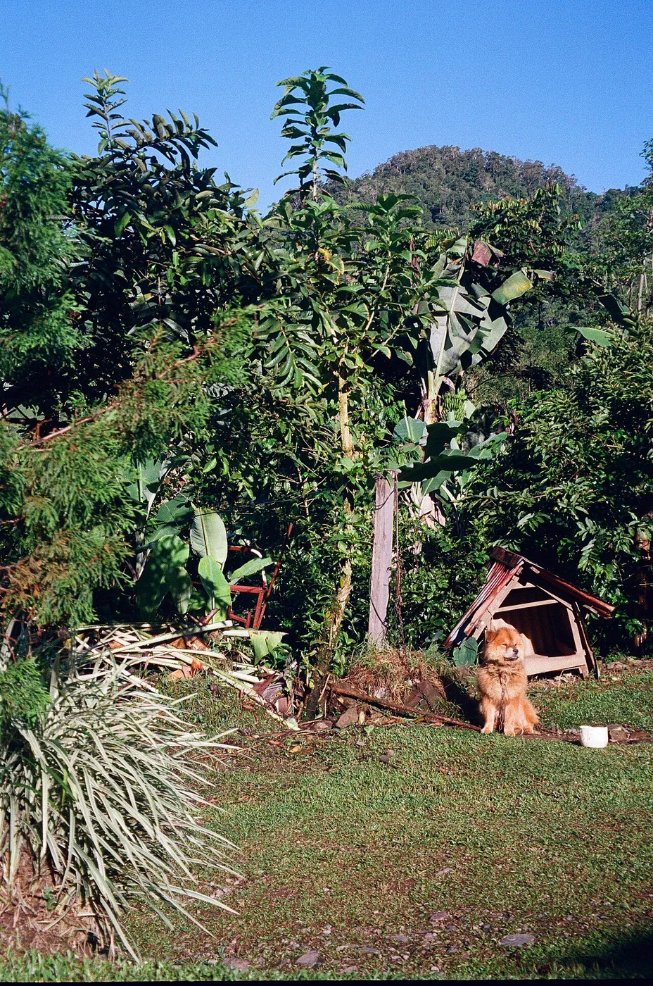 Imagen de contexto: Perro en las montañas de Costa Rica. Archivo, 2025-05-06. No corresponde al hecho actual.