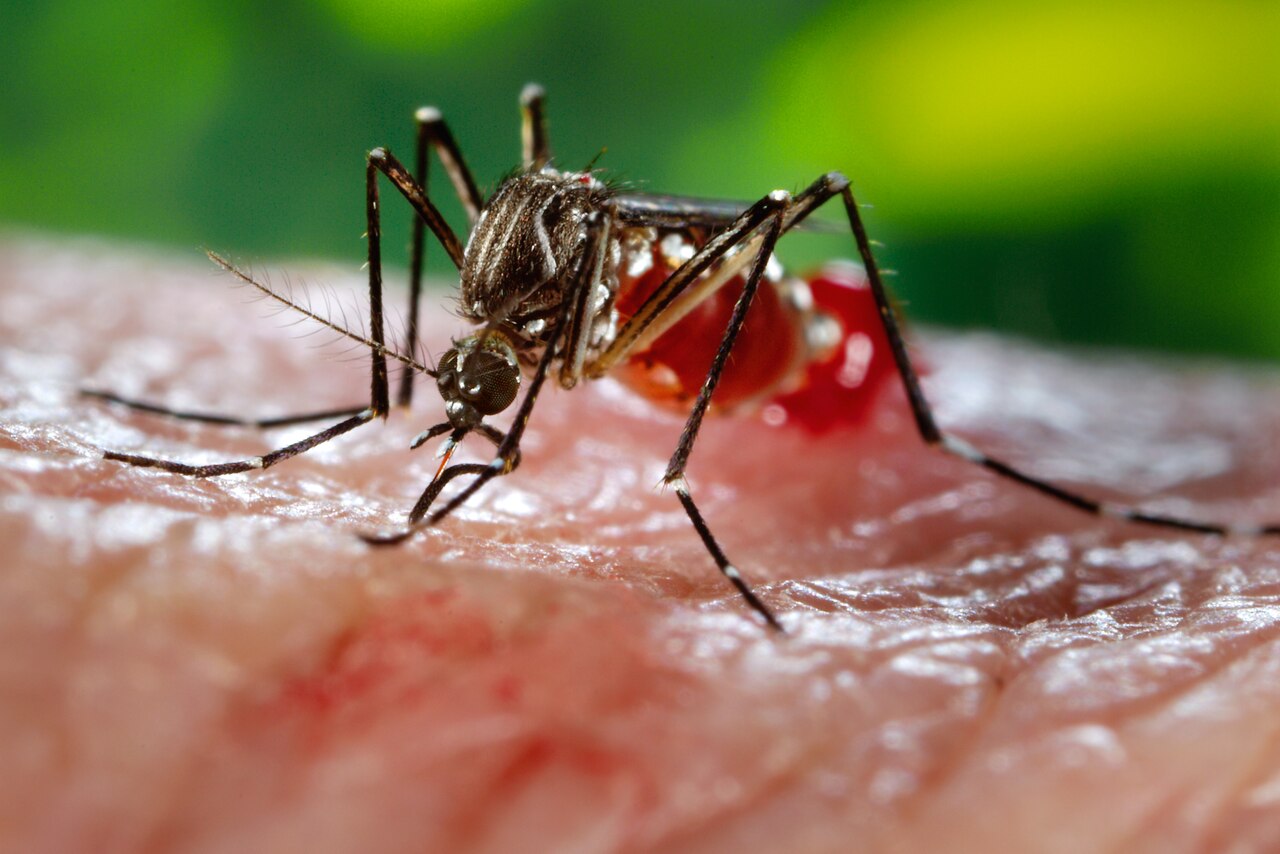 Archivo: hembra de Aedes aegypti fotografiada por los CDC en 2006 (PHIL 9255). Imagen del vector; no identifica un mosquito infectado ni corresponde al brote de 2026.