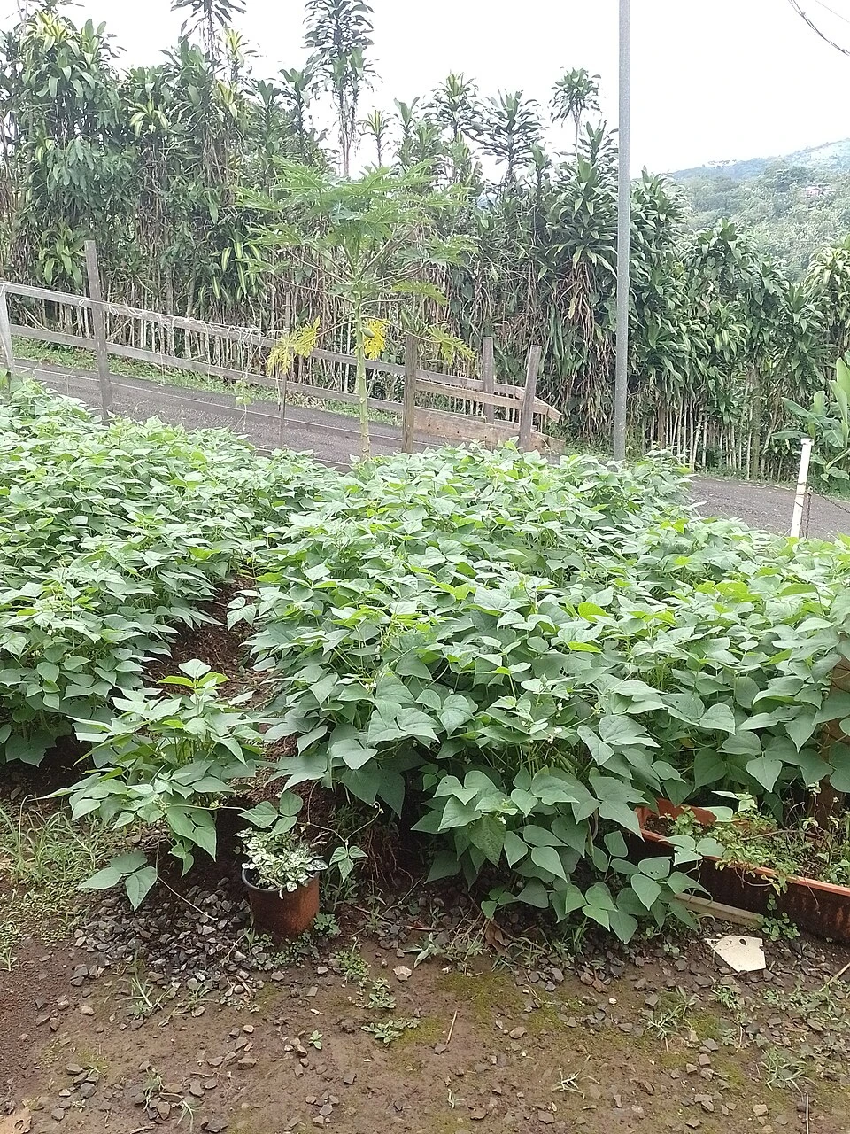 Archivo: plantas de frijol en Sarchí, Alajuela, 14 de octubre de 2022. Contexto del cultivo; no identifica una finca beneficiaria ni perjudicada por el crédito anunciado.