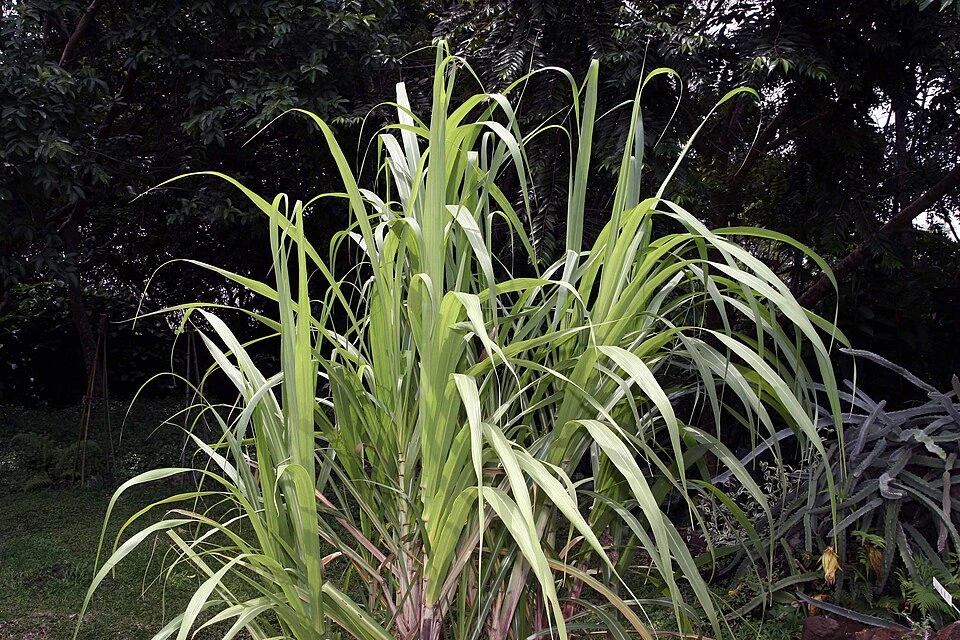 Archivo: caña de azúcar en el Jardín Botánico Else Kientzler, Sarchí Norte, 5 de junio de 2008. Contexto del cultivo; no muestra una finca auditada ni documenta condiciones laborales.
