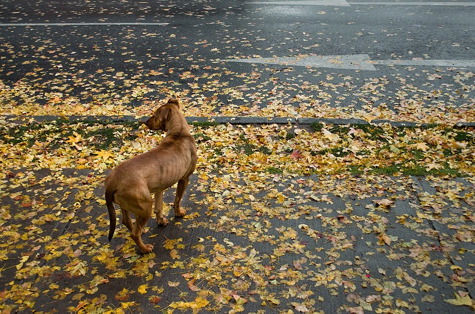 Archivo: perro en una calle de Santiago de Chile, 27 de mayo de 2012. Contexto de la eliminación de la transmisión de rabia por perros como problema de salud pública; no identifica a un animal enfermo.