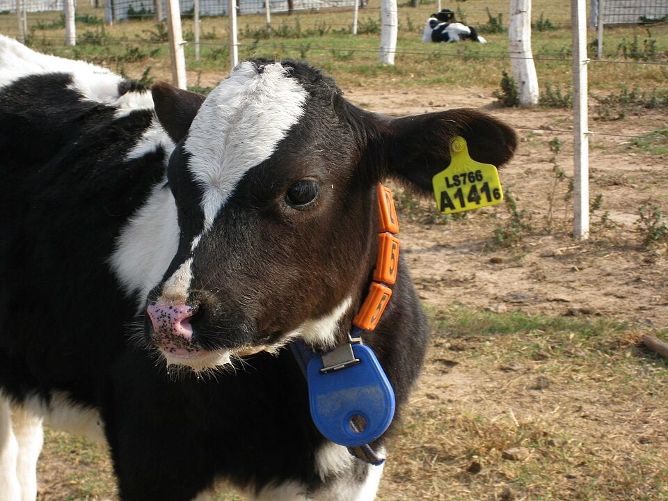 Archivo: ternero con arete identificador y transpondedor en Argentina, 26 de julio de 2008. Contexto de identificación animal; no muestra un dispositivo exigido por Costa Rica ni una finca participante.