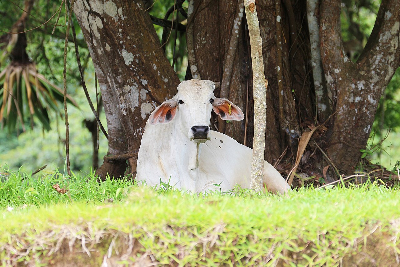 Archivo: res de raza brahman en Caño Negro, zona norte de Costa Rica, 30 de enero de 2023. Imagen de contexto ganadero; no identifica una finca participante ni resultados del nuevo proyecto.